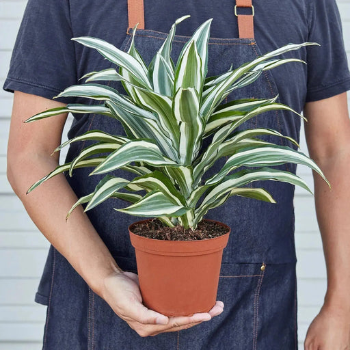 Dracaena 'Warneckii White Jewel' Dracaena Warneckii White Jewel - Stylish Indoor Plant Home & Garden House Plant Dropship Lacatang Shop 