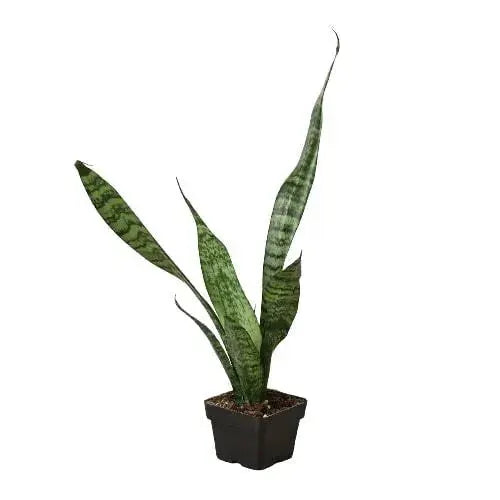 Snake Plant 'Zeylanica' Snake Plant 'Zeylanica' - Lacatang Shop Home & Garden House Plant Dropship Lacatang Shop 