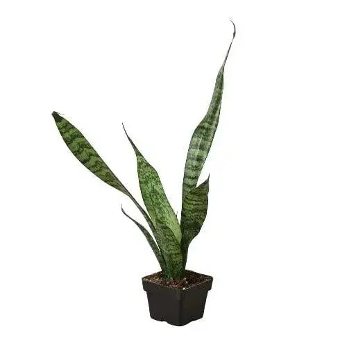 Snake Plant 'Zeylanica' Snake Plant 'Zeylanica' - Lacatang Shop Home & Garden House Plant Dropship Lacatang Shop 