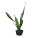 Snake Plant 'Zeylanica' Snake Plant 'Zeylanica' - Lacatang Shop Home & Garden House Plant Dropship Lacatang Shop 