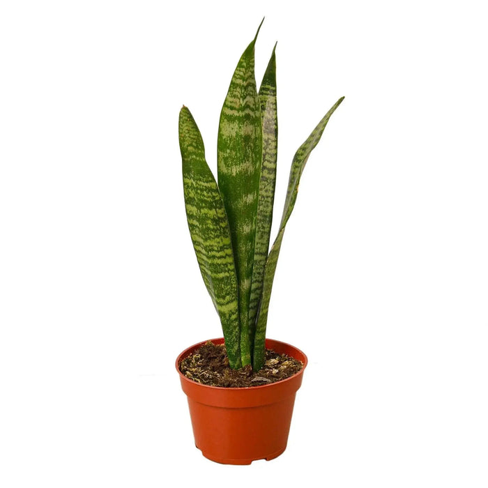 Snake Plant 'Zeylanica' Snake Plant 'Zeylanica' - Lacatang Shop Home & Garden House Plant Dropship Lacatang Shop 