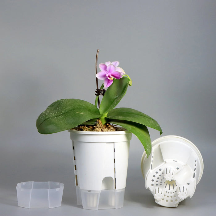 Elegant Semi-Transparent Resin Self-Watering Flower Pot for Indoor & Outdoor Plants