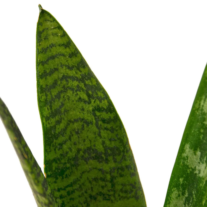 Snake Plant 'Zeylanica' Snake Plant 'Zeylanica' - Lacatang Shop Home & Garden House Plant Dropship Lacatang Shop 