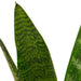 Snake Plant 'Zeylanica' Snake Plant 'Zeylanica' - Lacatang Shop Home & Garden House Plant Dropship Lacatang Shop 