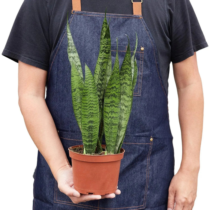 Snake Plant 'Zeylanica' Snake Plant 'Zeylanica' - Lacatang Shop Home & Garden House Plant Dropship Lacatang Shop 