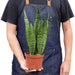 Snake Plant 'Zeylanica' Snake Plant 'Zeylanica' - Lacatang Shop Home & Garden House Plant Dropship Lacatang Shop 