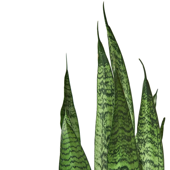 Snake Plant 'Zeylanica' Snake Plant 'Zeylanica' - Lacatang Shop Home & Garden House Plant Dropship Lacatang Shop 
